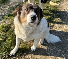 ALANA, Hund, Mischlingshund in Rumänien