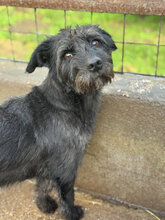 YAMIRA, Hund, Mischlingshund in Ungarn