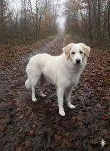 ALMA, Hund, Mischlingshund in Waghäusel