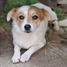 LIZA, Hund, Mischlingshund in Tönisvorst