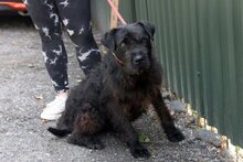 PIGI, Hund, Schnauzer-Mix in Ungarn