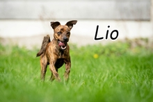 LIO, Hund, Pinscher Mischling in Essingen