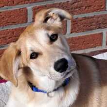 DORLE, Hund, Mischlingshund in Bad Oeynhausen