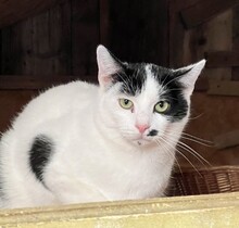 ORION, Katze, Hauskatze in Ungarn