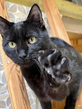 OZZY, Katze, Hauskatze in Ungarn