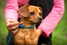 GROHL, Hund, Mischlingshund in Marsberg