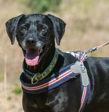 AMADEO, Hund, Mischlingshund in Portugal