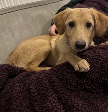 VANILIE, Hund, Mischlingshund in Waldfeucht