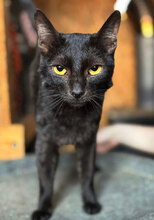 SIRI, Katze, Hauskatze in Rumänien