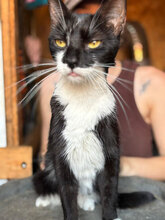 QUEENIE, Katze, Hauskatze in Rumänien