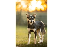 MINOUH, Hund, Mischlingshund in Mainhardt