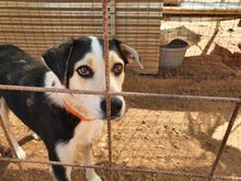 LOTOS, Hund, Mischlingshund in Griechenland