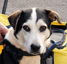 LOTOS, Hund, Mischlingshund in Schwarzburg