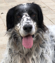 ARGO, Hund, Irish Setter-Mix in Italien