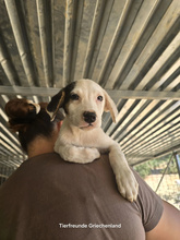 MIRANDA, Hund, Mischlingshund in Griechenland