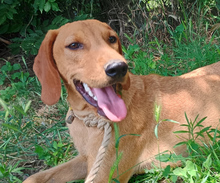 PLUTON, Hund, Mischlingshund in Griechenland