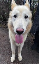 NIMERIA, Hund, Berger Blanc Suisse-Mix in Bönningstedt