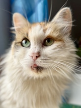 AURORA, Katze, Hauskatze in Hannover