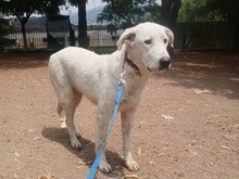 ROMAO, Hund, Mischlingshund in Griechenland