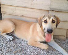 ANGELIKI, Hund, Mischlingshund in Griechenland