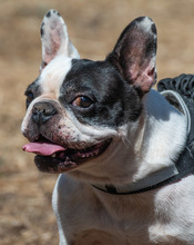 BALOU, Hund, Französische Bulldogge in Portugal