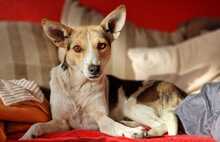 KRISTINA, Hund, Mischlingshund in Hanstedt