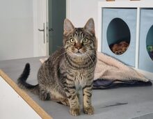 KARLSSON, Katze, Europäisch Kurzhaar-Mix in Hennickendorf