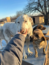 KURKUMA, Hund, Mischlingshund in Rumänien