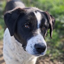 SOPHIA, Hund, Mischlingshund in Griechenland