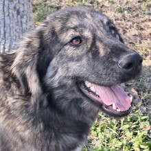 RHONDA, Hund, Deutscher Schäferhund-Mix in Griechenland