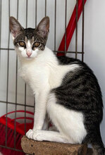 RANI, Katze, Europäisch Kurzhaar in Rumänien