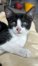 KARWAN, Katze, Europäisch Kurzhaar in Rumänien