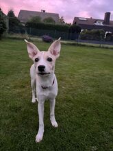 LUNA, Hund, Mischlingshund in Berlin