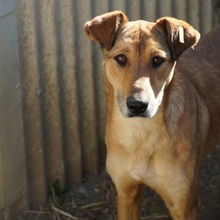 JANIKA, Hund, Mischlingshund in Rumänien