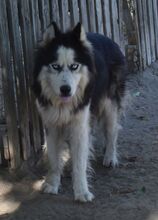 MADS, Hund, Siberian Husky-Mix in Ungarn