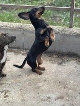 WINDY, Hund, Kurzhaardackel in Ungarn