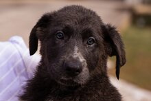 JASPER, Hund, Deutscher Schäferhund-Mix in Kroatien