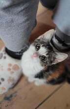 BATIDA, Katze, Europäisch Kurzhaar in Hohenhameln