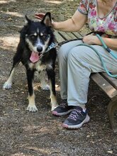 VIOLA, Hund, Mischlingshund in Bulgarien