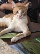 HARRY, Katze, Hauskatze in Bulgarien