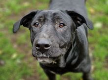 MARA, Hund, Labrador-Cane Corso-Mischling in Windeck