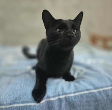 TREBOL, Katze, Europäisch Kurzhaar in Spanien