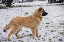 KALEO, Hund, Mischlingshund in Kroatien