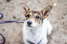 KAYLA, Hund, Mischlingshund in Andechs