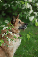 MAX, Hund, Mischlingshund in Russische Föderation