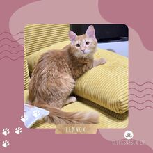 LENNOX, Katze, Halblanghaar-Mix in Bulgarien