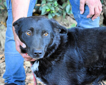RAFEED, Hund, Mischlingshund in Italien