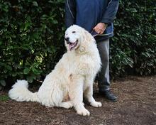 LEOFRIC, Hund, Maremmano-Mix in Italien