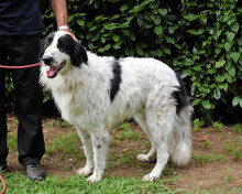LAMBERTINO, Hund, Maremmano-Mix in Italien