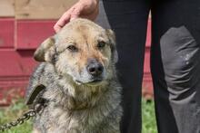 NESTOR, Hund, Mischlingshund in Egling